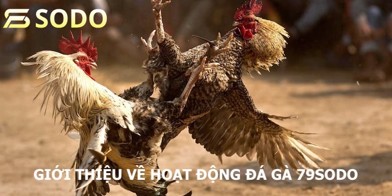 Giới thiệu về hệ thống sản phẩm cá độ đá gà tại nhà cái